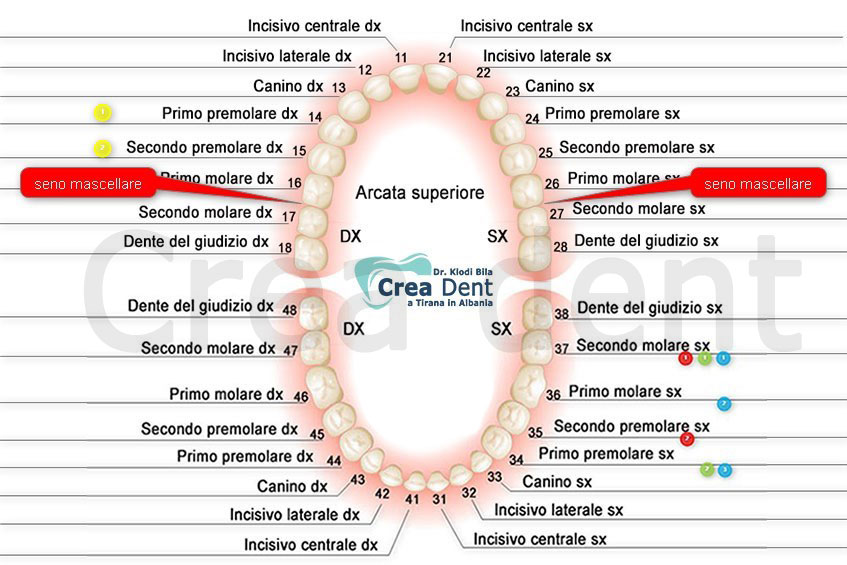 schema-dei-denti-inferiori-e-superiori